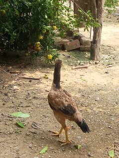 mian wali breed