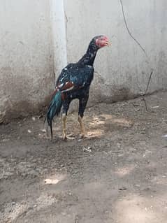 sindi patha high quality sale exchange