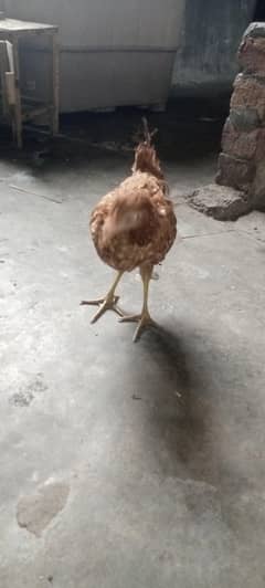 Desi hen full active hen phathi