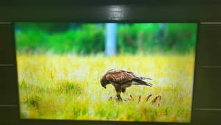 Samsung LCD 55 inch