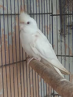 cockatiel pair with cage