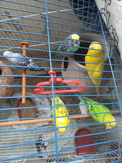 budgie
