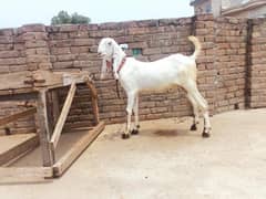 Bakra for sale