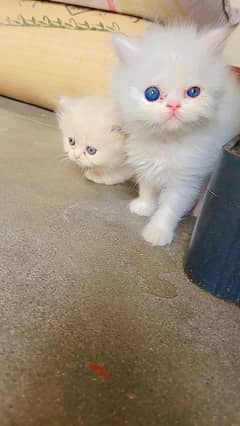 parshion punch face triple cote 2 kitten male