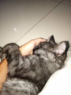 smoky black maine coon cat