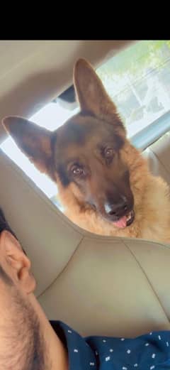 German Shepherd 3 Years for Sale