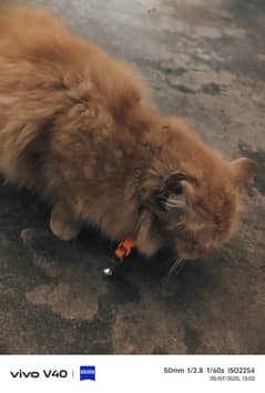 American cat full healthy