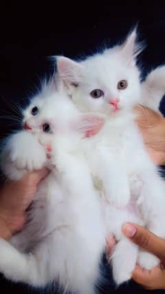 Persian kittens for sale