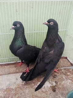 kabli zakh ka pair hi 2baby bhi Sath haey