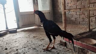 Aseel Thai for sale 1.5 years adult