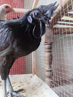 Ayam cemani black tounge | breeder | murgha | chick