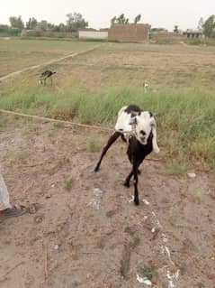 dairy farm manager