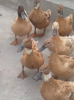 Khakhi cambell duck eggs