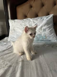 Persian female kitten 10 weeks