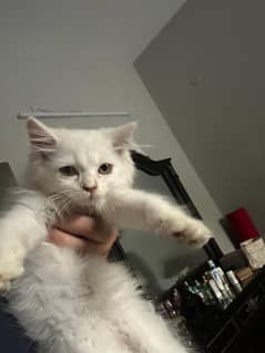 Persian Kitten