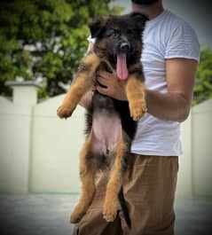 German shepherd puppy