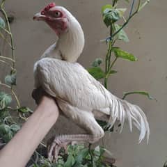 heera ASEEL trio set breeder set and 5 Chicks available