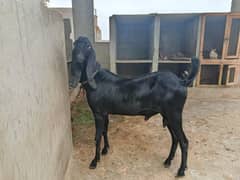 Beetal goat for sale