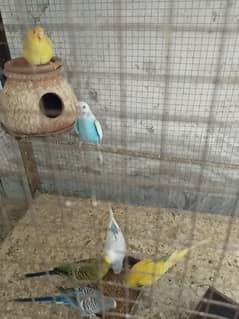 Buddies parrot for Sale