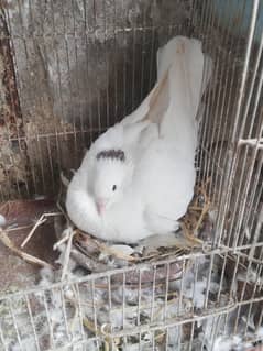 fancy pair available for sell