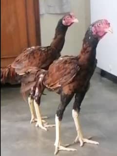 aseel patha for sale dono bhai ha03010118477