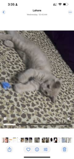 Persian kitten for urgent sale