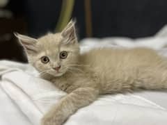 Persian kitten for urgent sale