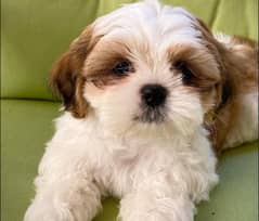 SHIH TZU PUPPIES AVAILABLE