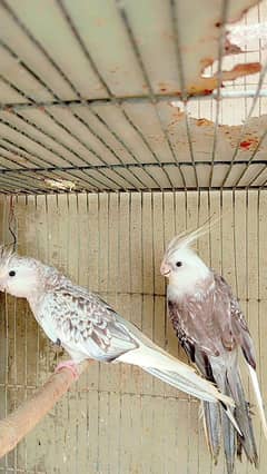 Cocktail breeder pairs.