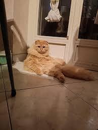 Male cat Persian double coated