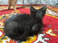 Full Black Persian Cat
