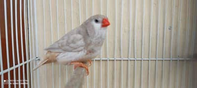 Finch Mutations pair Exhibition size