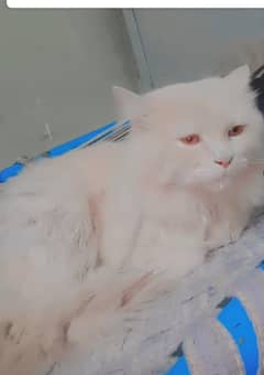 sales cat