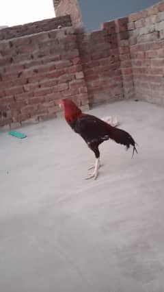 red or black color he
