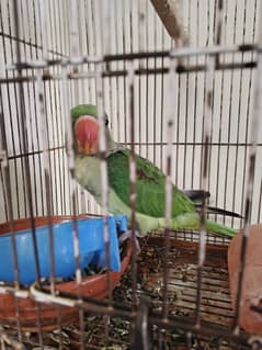 Alexander Raw Pahari Parrot For Sale