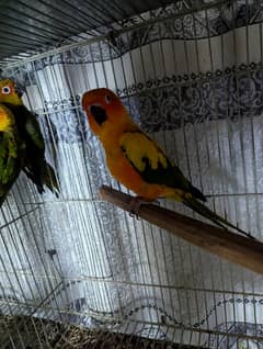 sunconure pathey non DNA age 8 mah 03335797847 w. a
