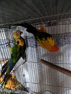 sunconure