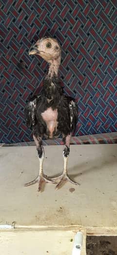Aseel chiks
