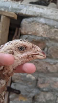 qandahare parrot beak chicks
