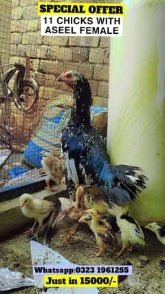 SPECIAL OFFER: Pure Aseel hen with 11 healthy chicks