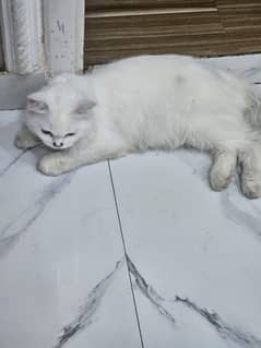mano