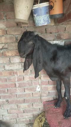 beetal khasi bakra 30 height abhi kheera ha