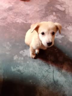dog for sale