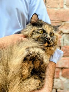 Persian Female Unique Color