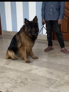 German shepherd female available