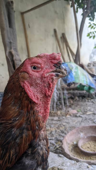 qandahare parrot beak