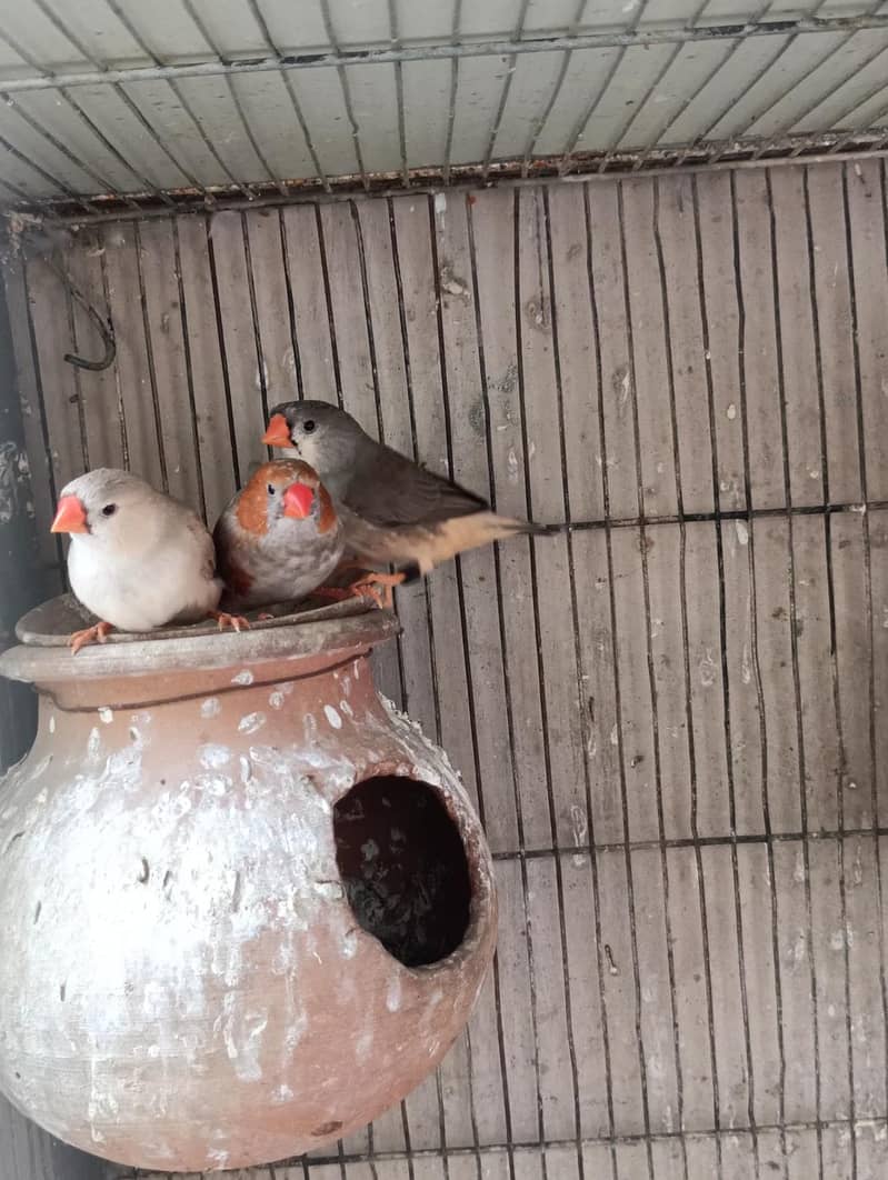 Finch Mutations, Java, Love birds for sale and exchange Possible ...
