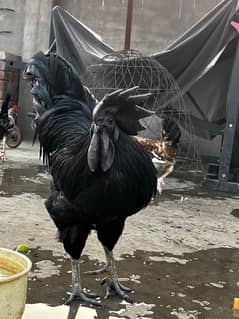 Breeder