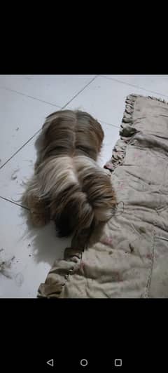 Shihtzu female with 3 female puppy