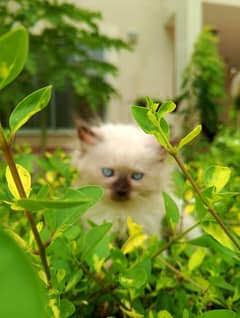 Himalayan male kittens  blue eyes